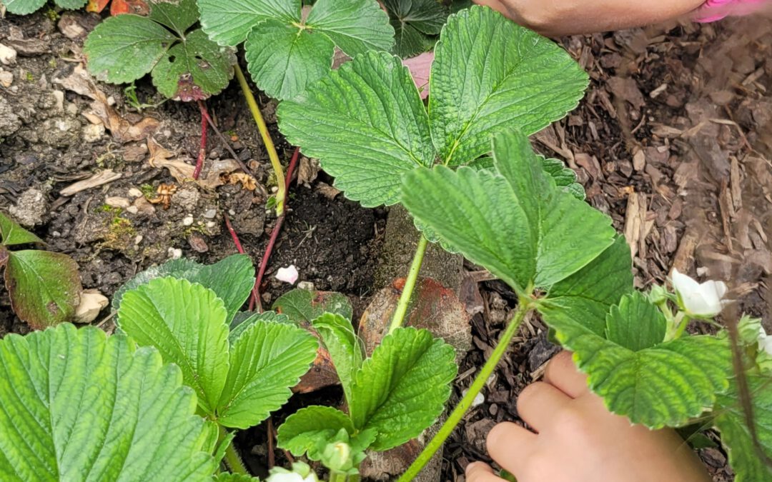 Gartenland in Kinderhand 2026