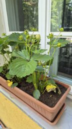 IMG-20260528-WA0017